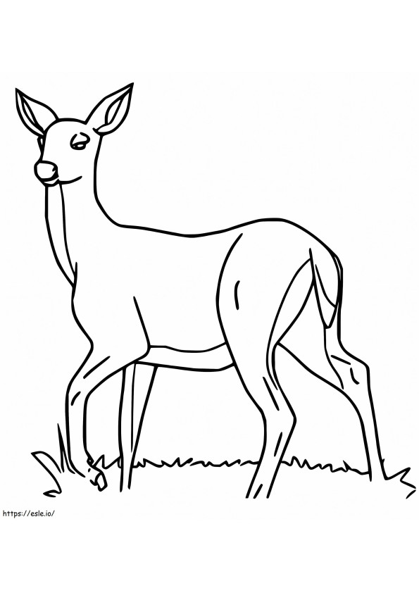 samica jelenia kolorowanka
