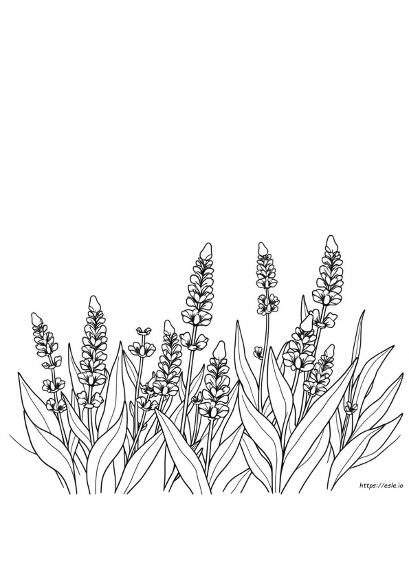 Gambar Mewarnai Bunga Lavender Yang Dapat Dicetak