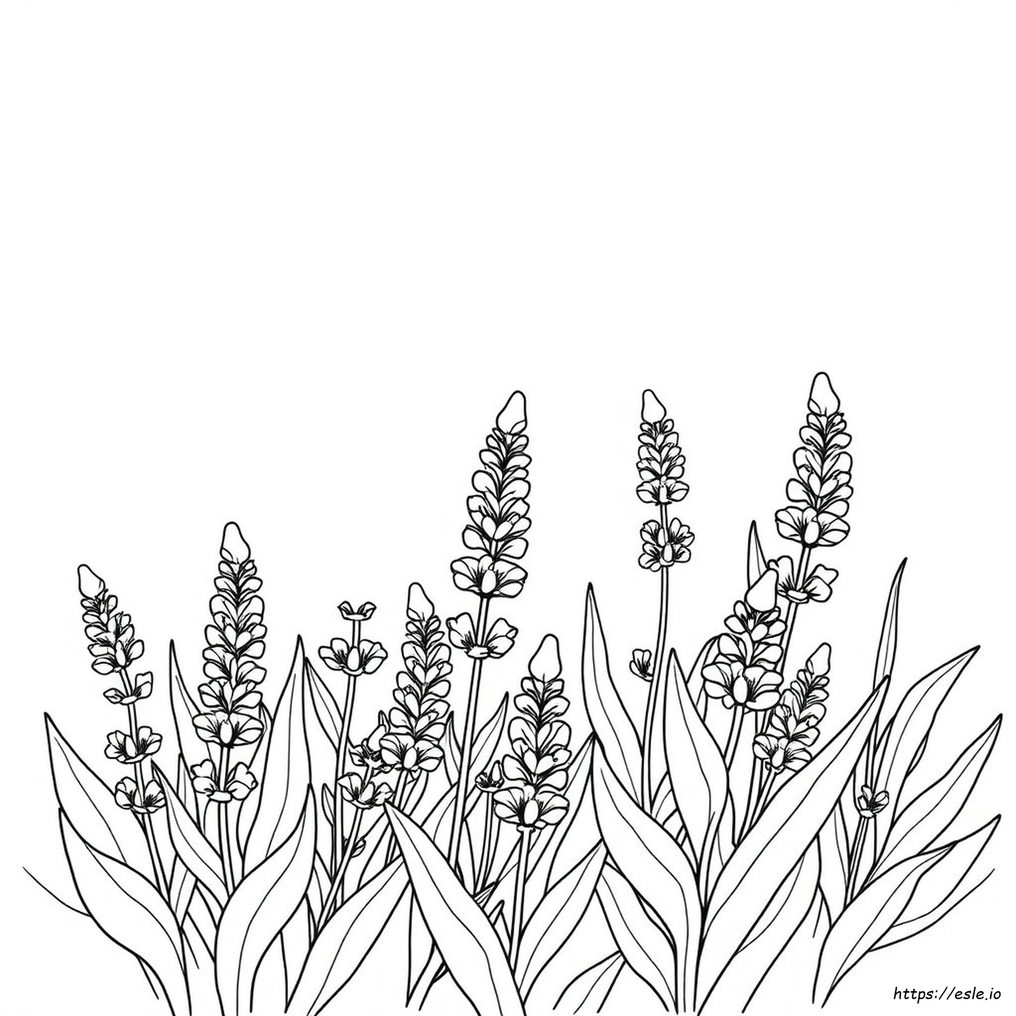 Pagina Da Colorare Lavanda Stampabile