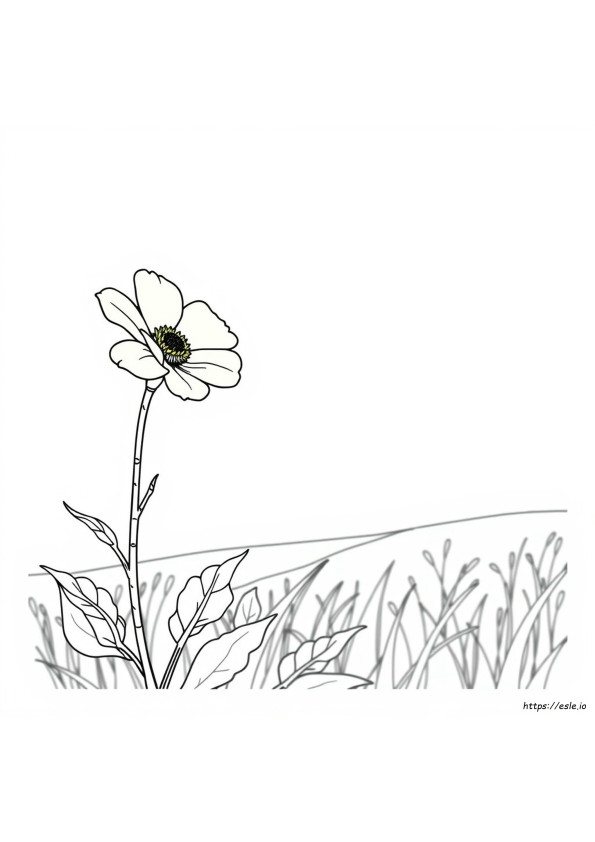 Gambar Mewarnai Bunga Buttercup
