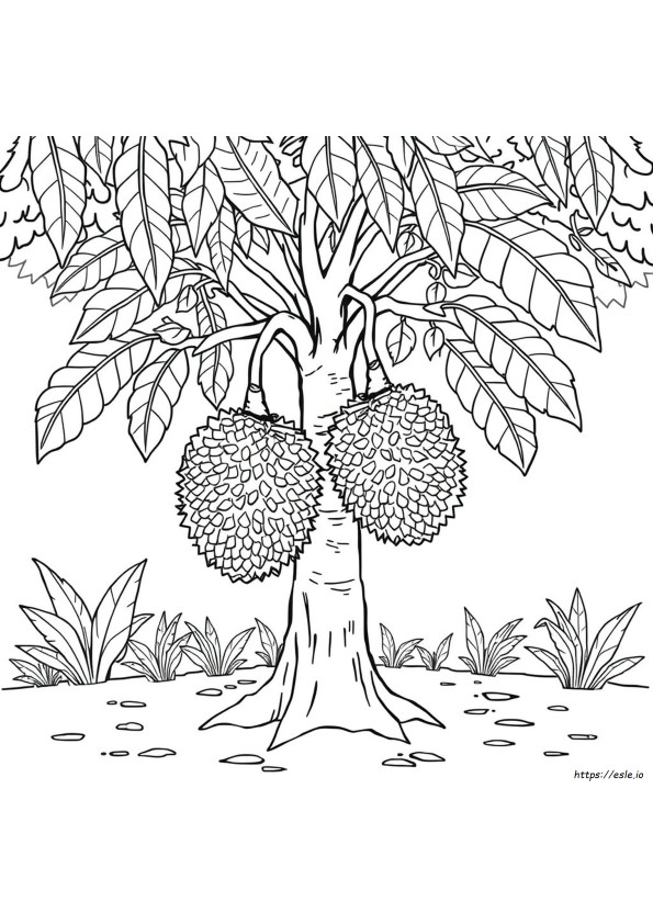 Durian Gambar Mewarnai