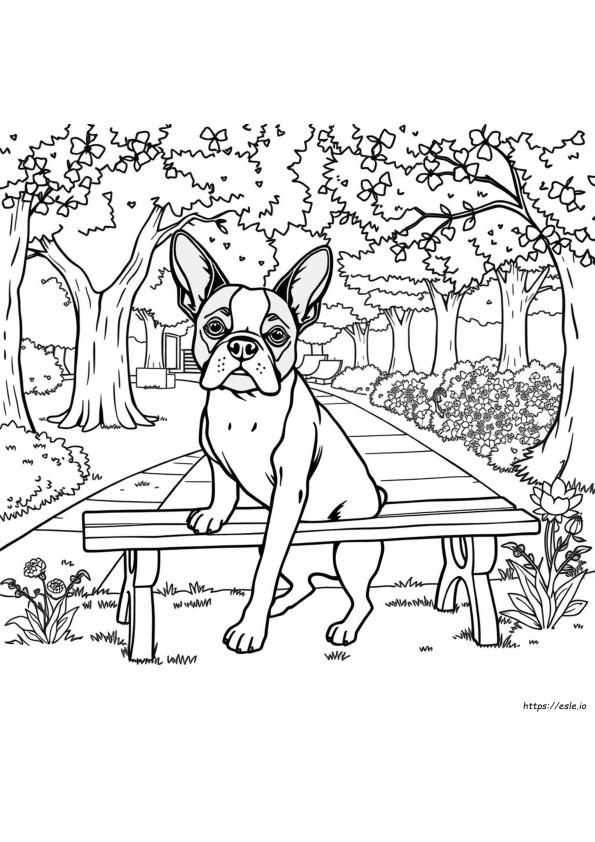 Coloring Pages Of Boston Terrier