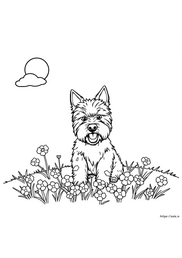 Westie Színező Oldalak