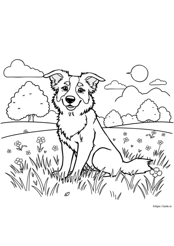 Border Collie Színező