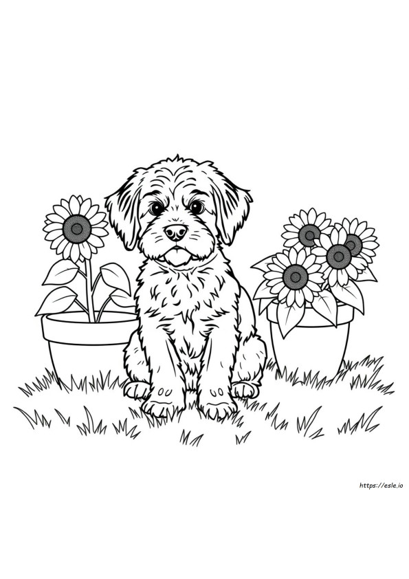 Lps Cocker Spaniel Da Colorare