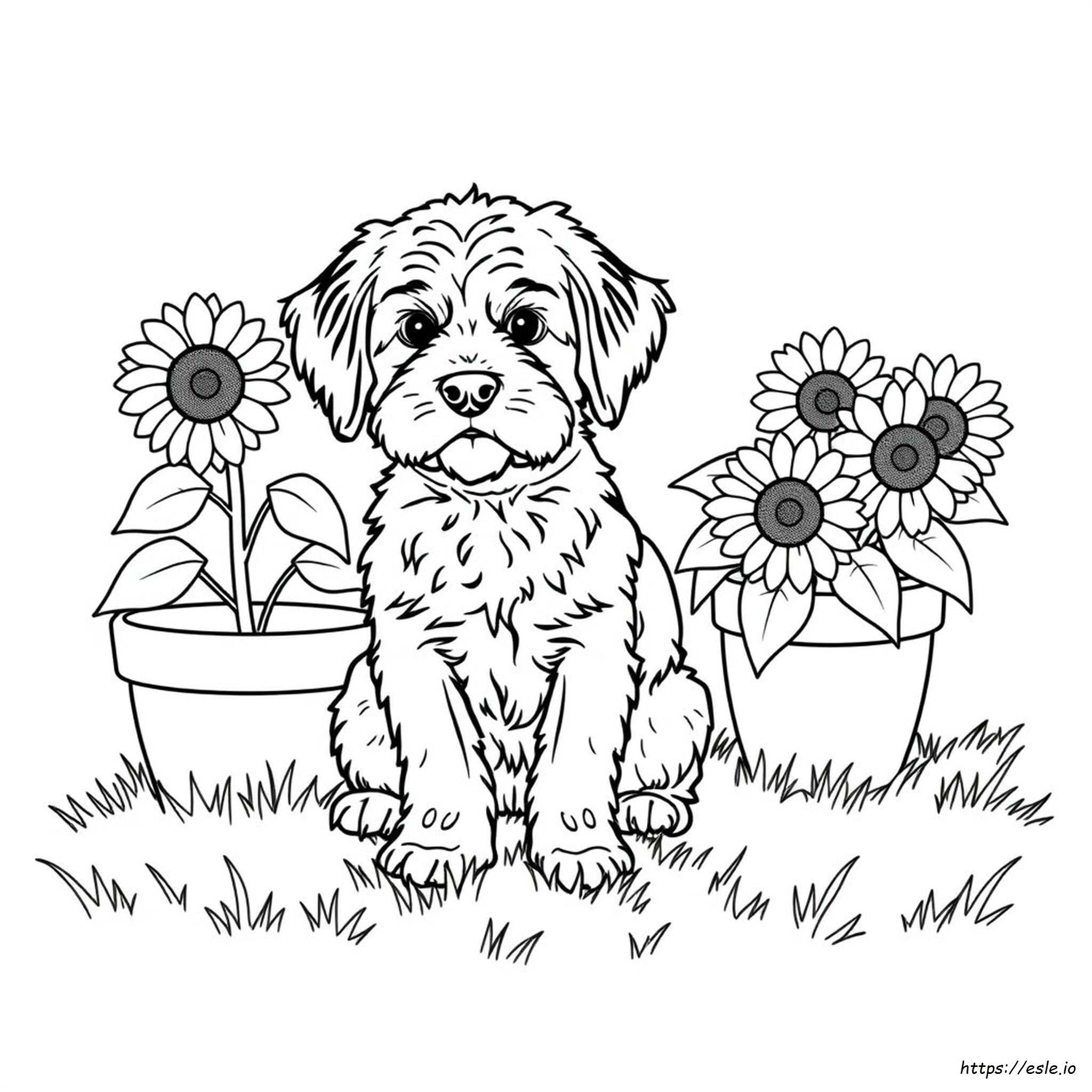 Lps Cocker Spaniel Coloring Pages