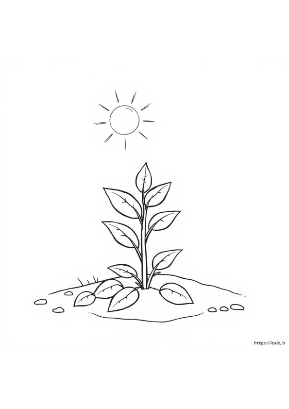 Coloriage De Plantes
