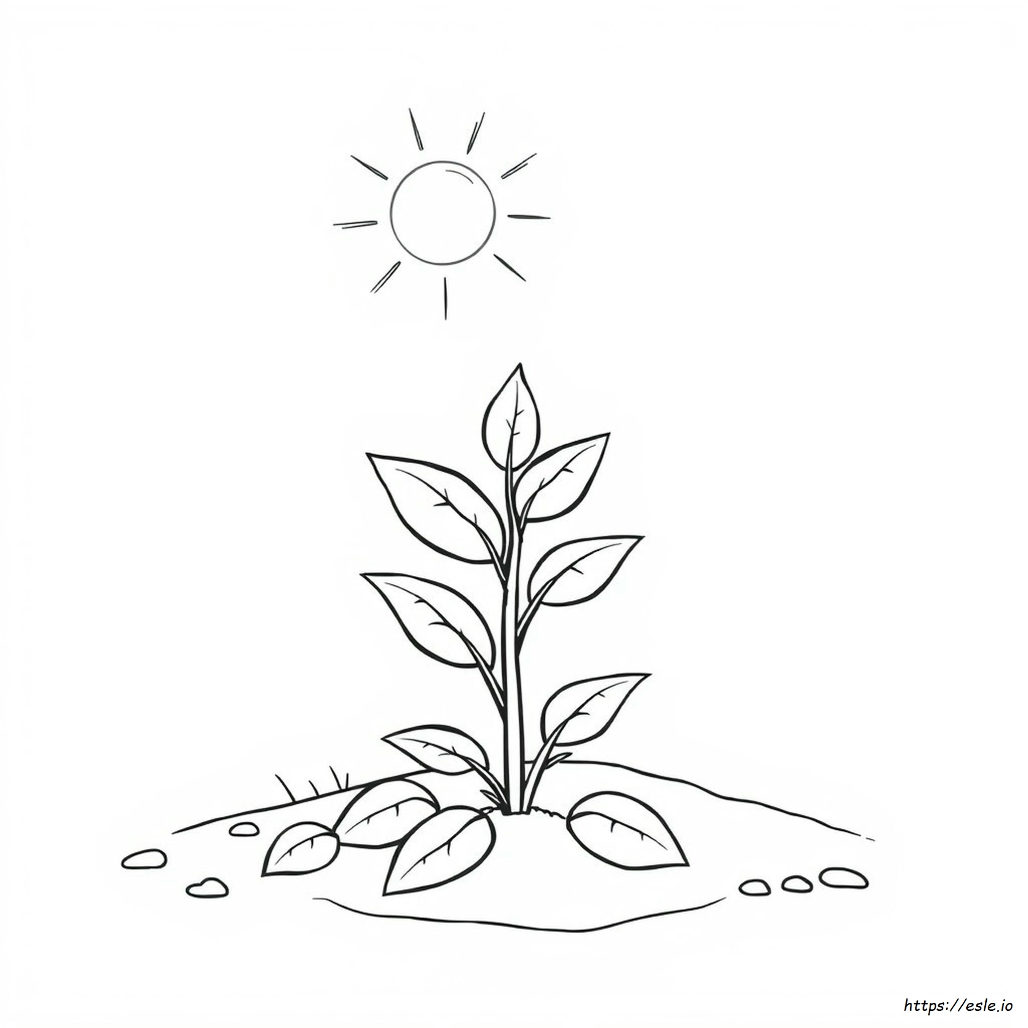 Libro Para Colorear De Plantas