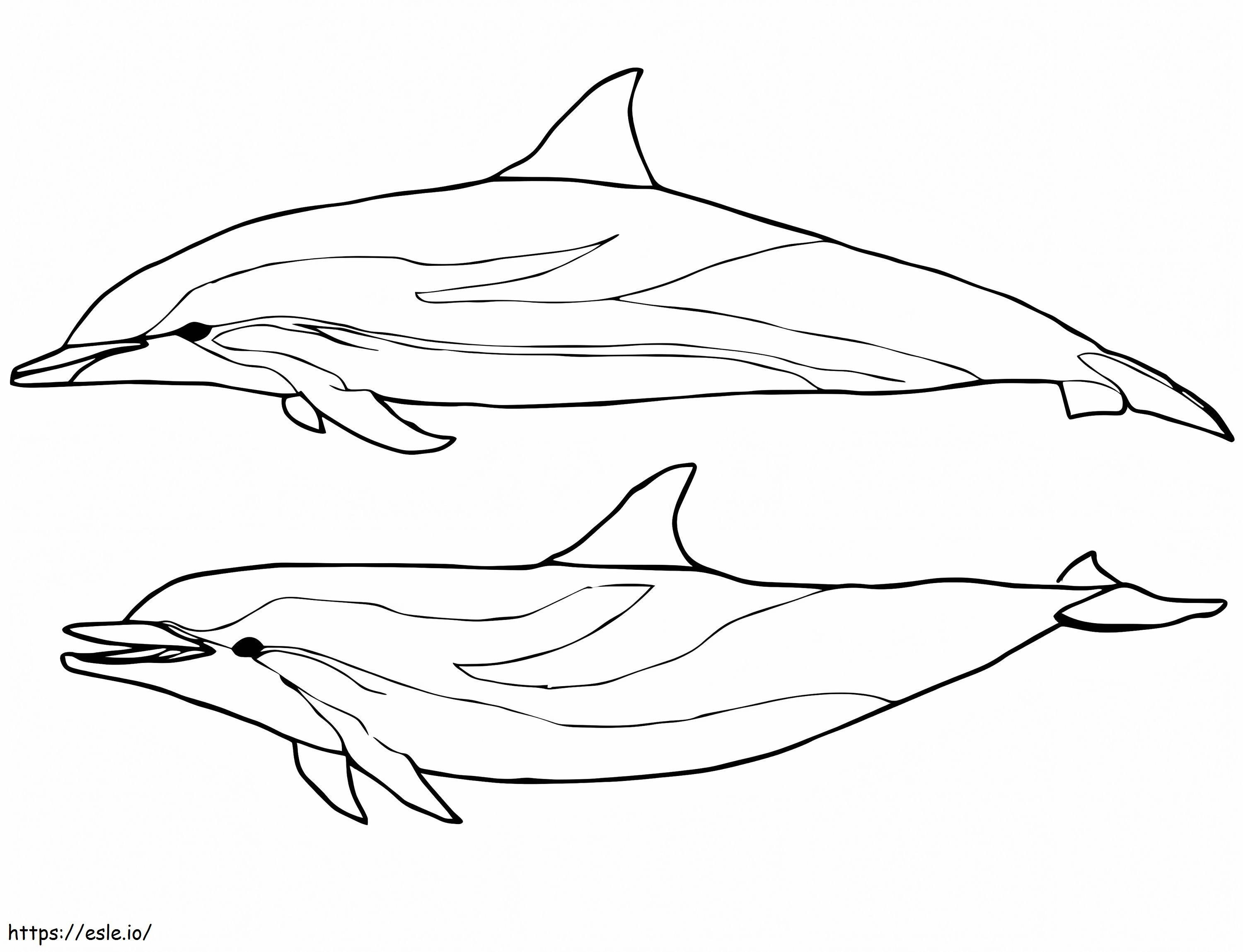 Kaksi raidallista delfiiniä värityskuva