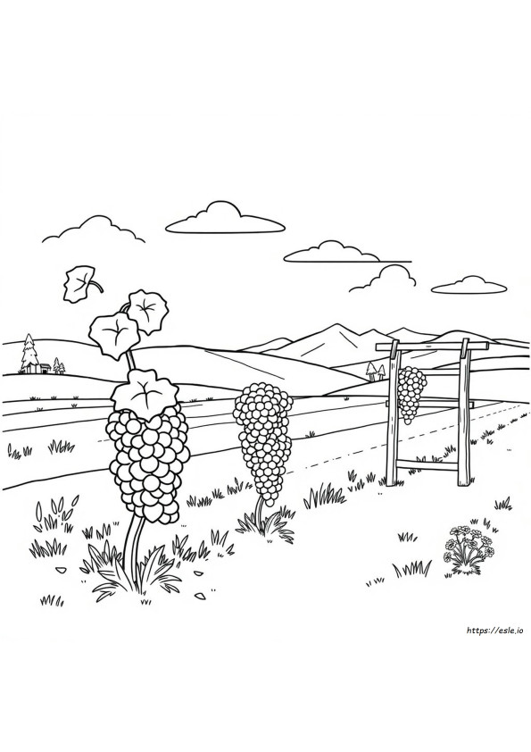 How To Grow Grapes In Colorado
