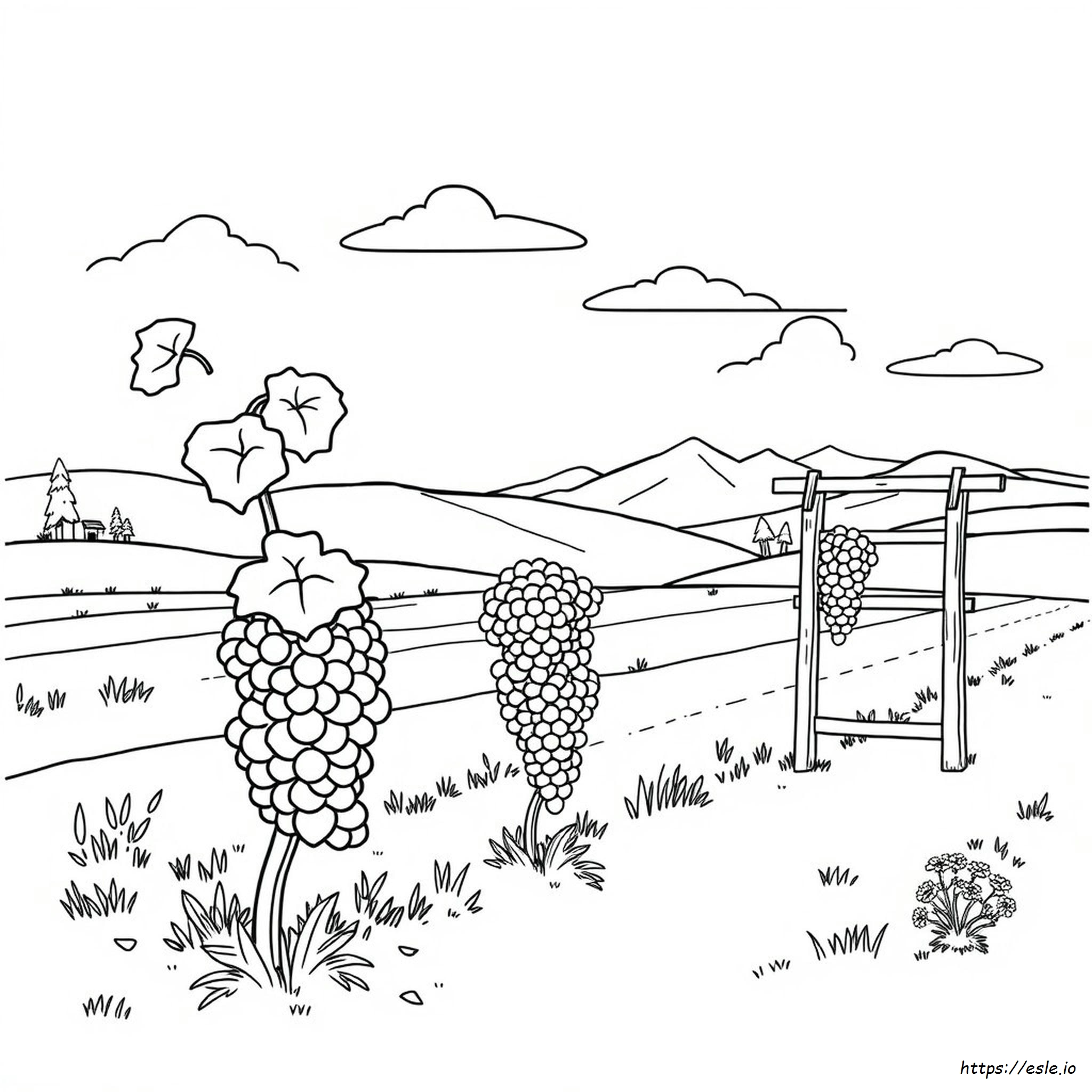 How To Grow Grapes In Colorado