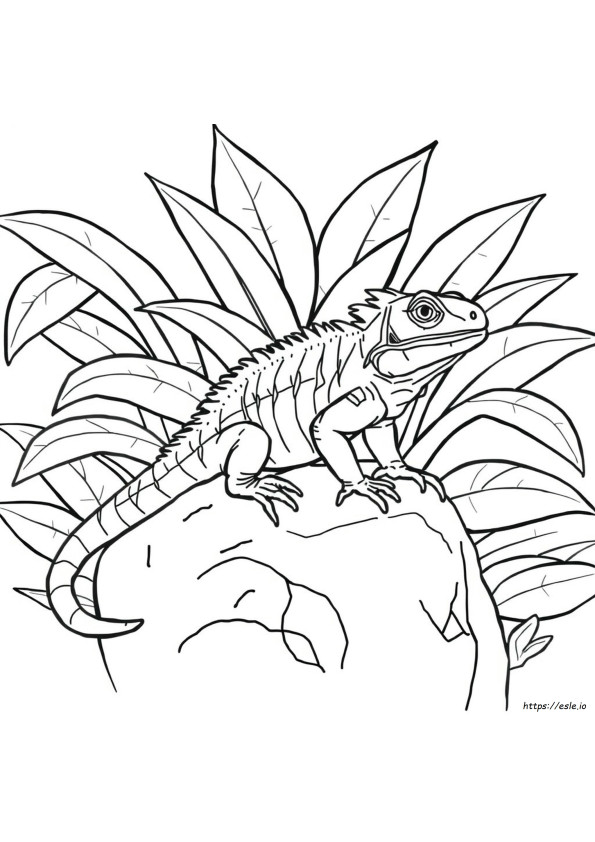 Iguana Para Colorir