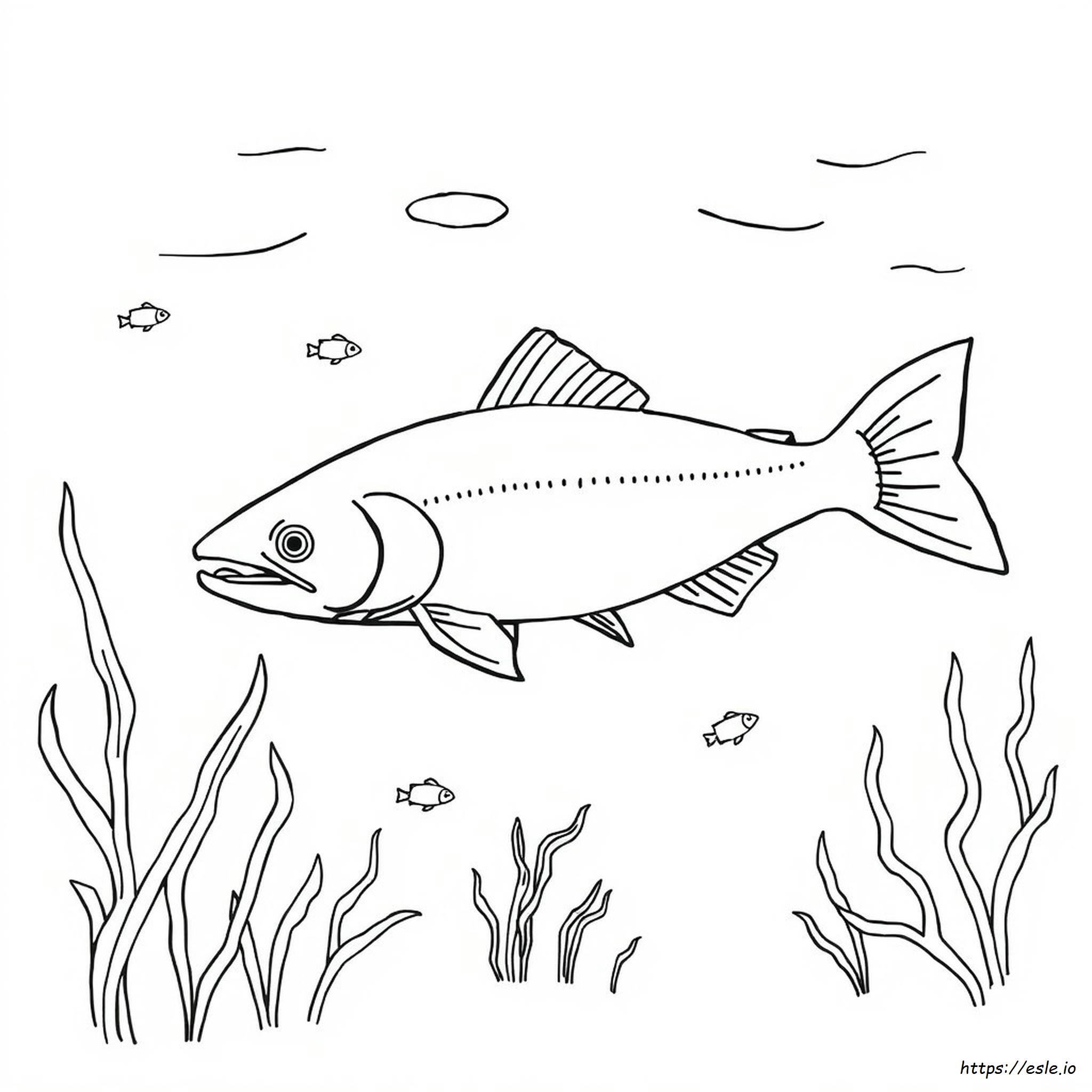 Coloring Pages Of Salmon