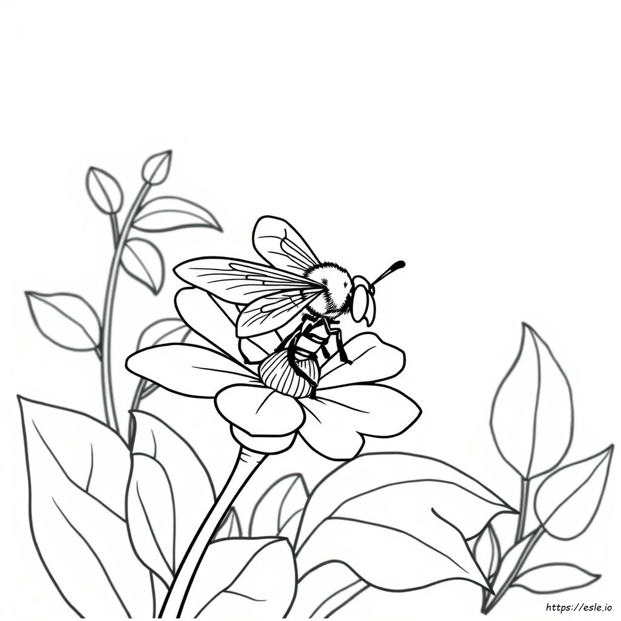 Disegni Da Colorare Ape Da Miele Gratis
