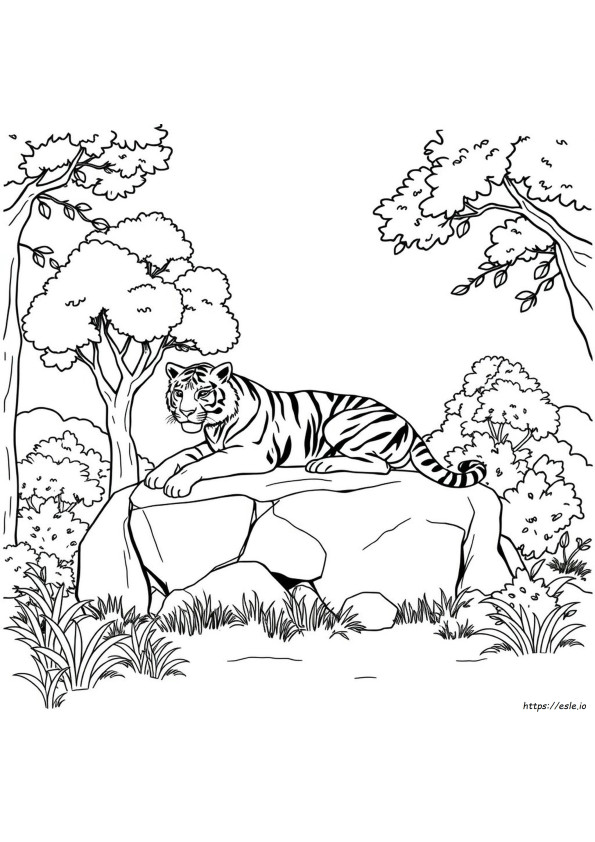Immagine Da Colorare Di Tigre