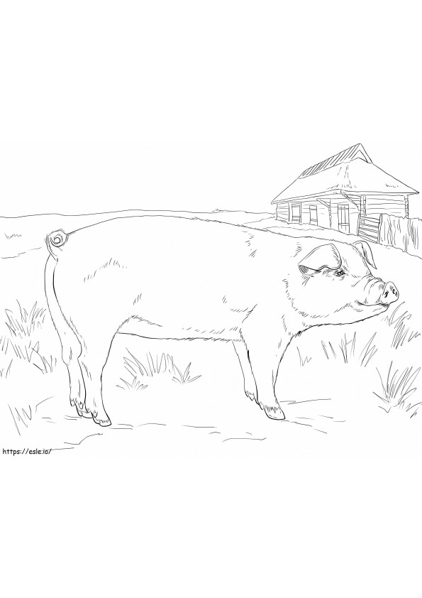 Adult Pig coloring page
