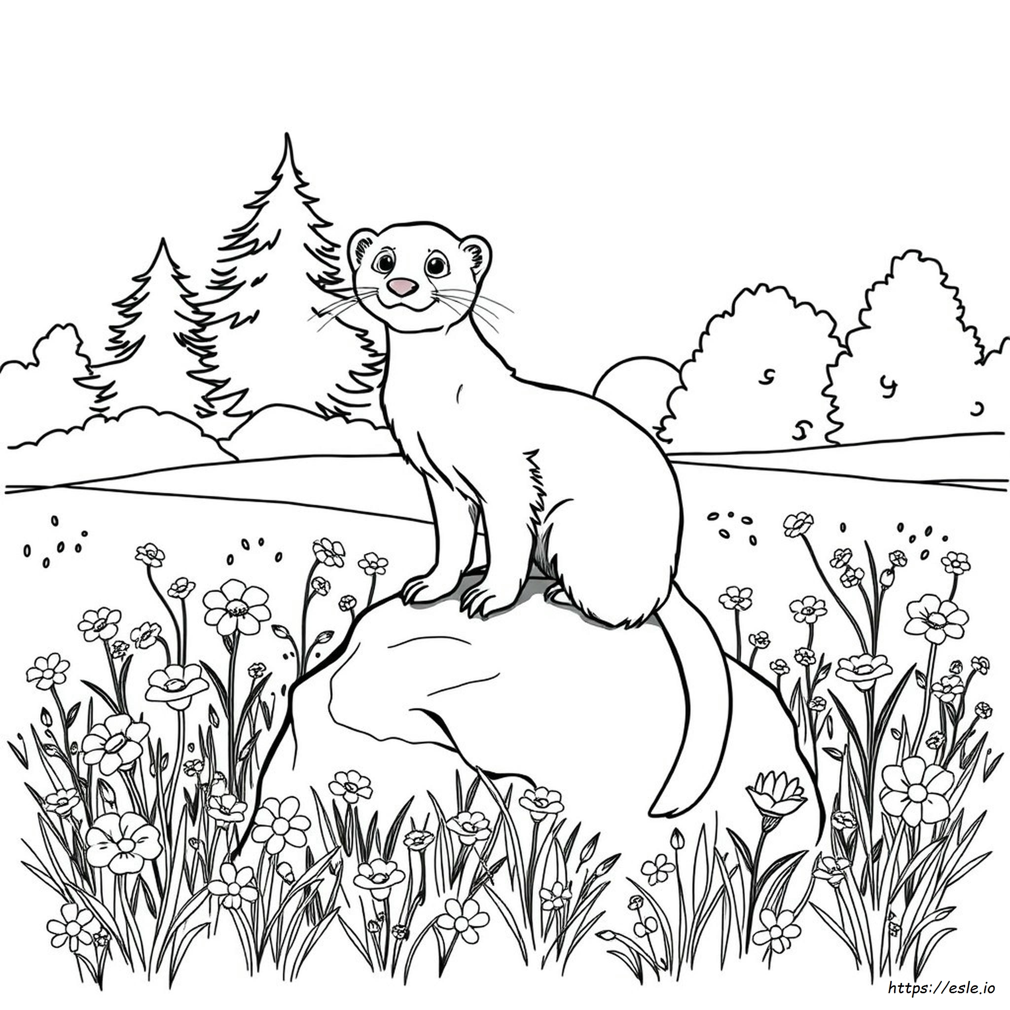 Furetto Da Colorare E Stampare