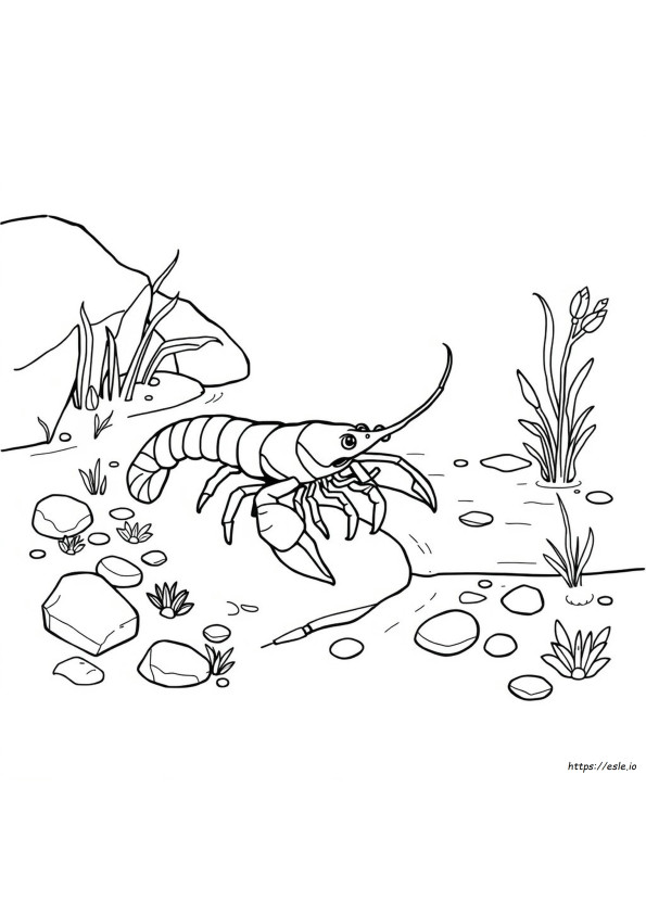 Coloriage Écrevisse