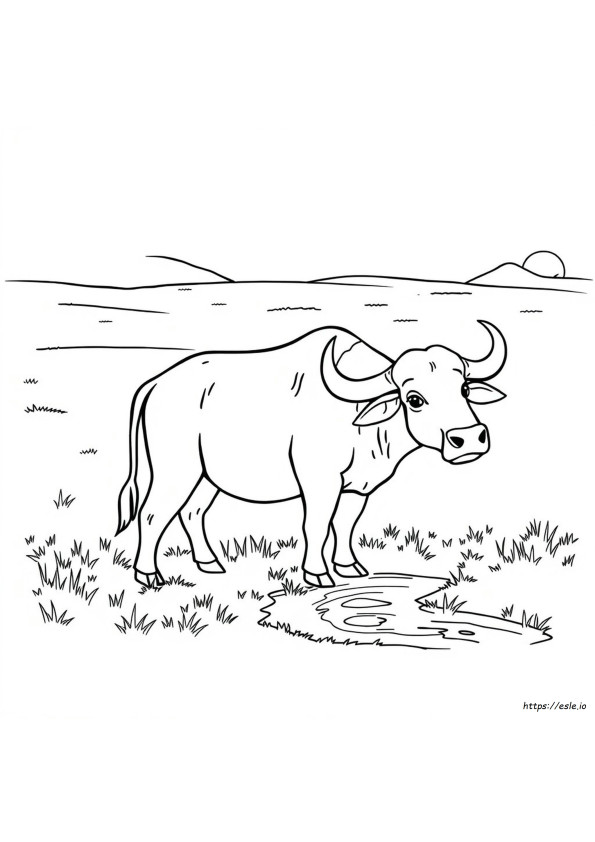 Bufalo D'acqua Da Colorare