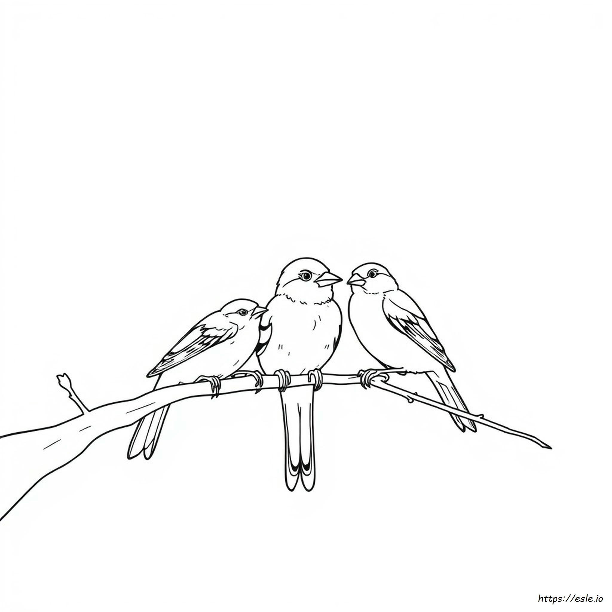 Different Colors Of Sparrows