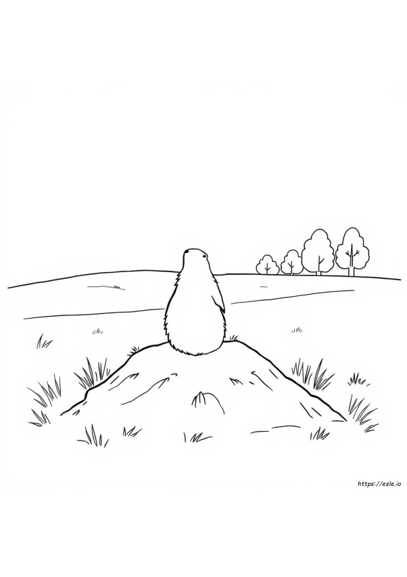 Gambar Mewarnai Marmot