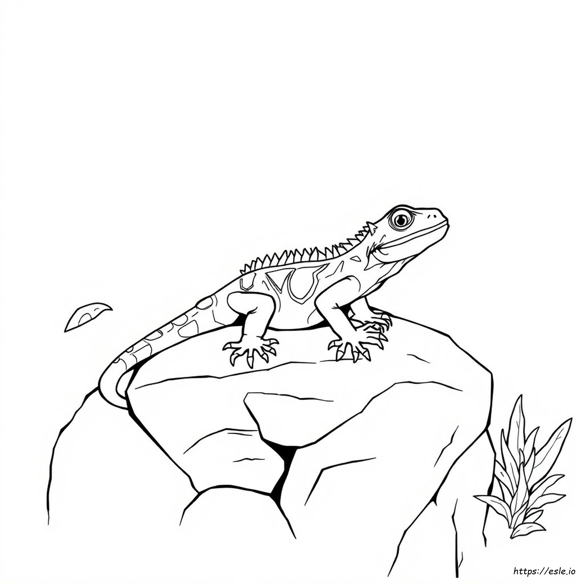 Reptile Colouring Pages