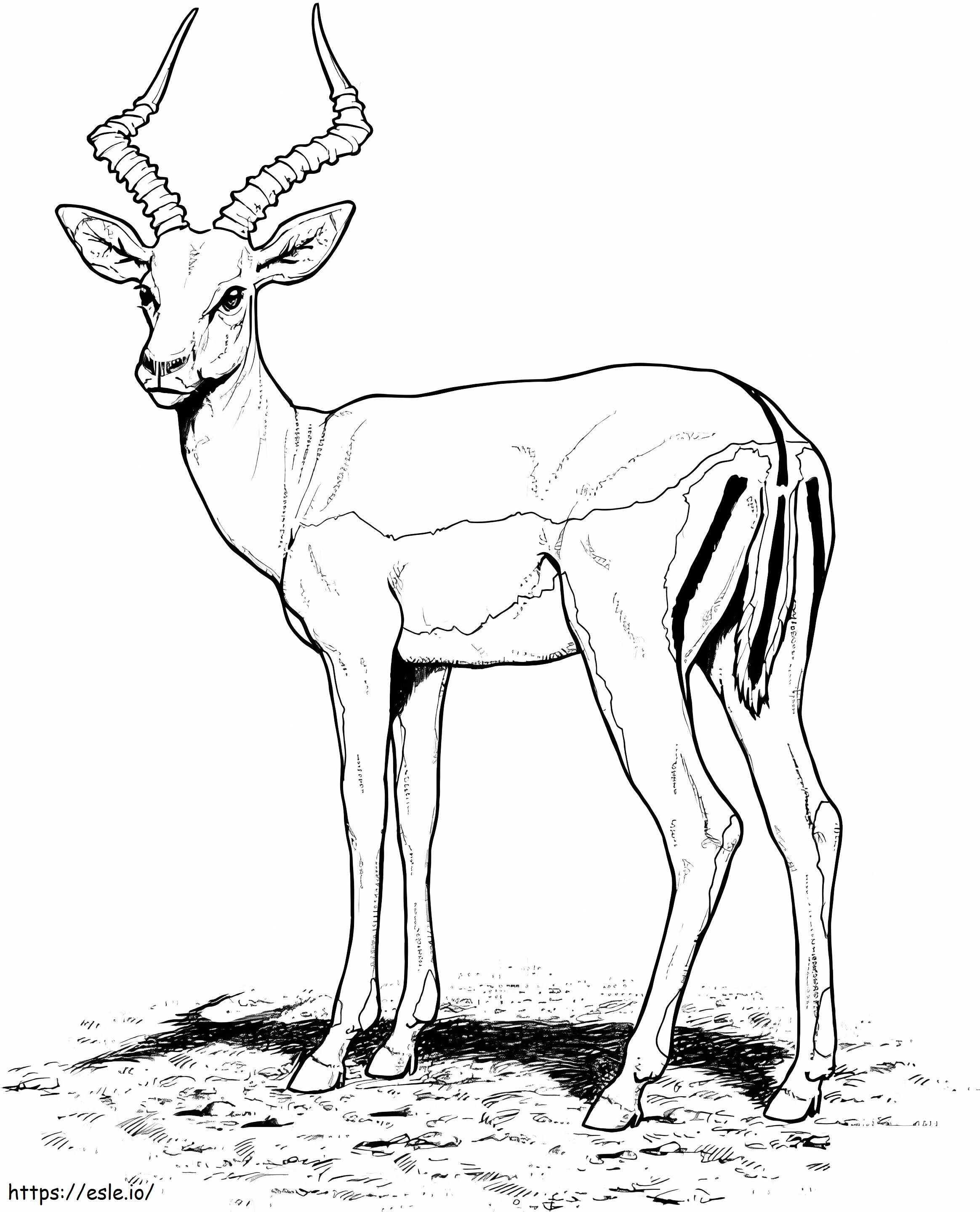 Coloriage Antilope Impala à imprimer dessin
