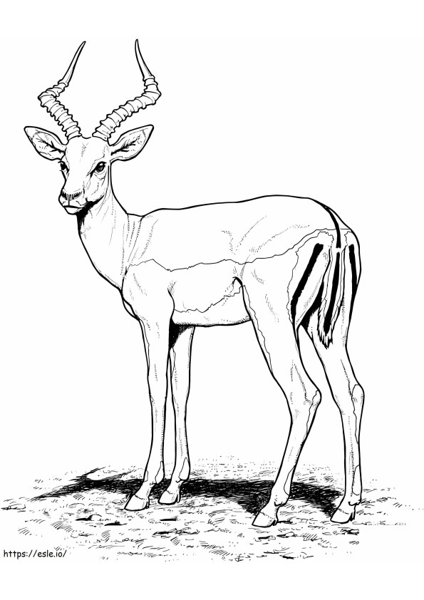 Impala antilopen kleurplaat
