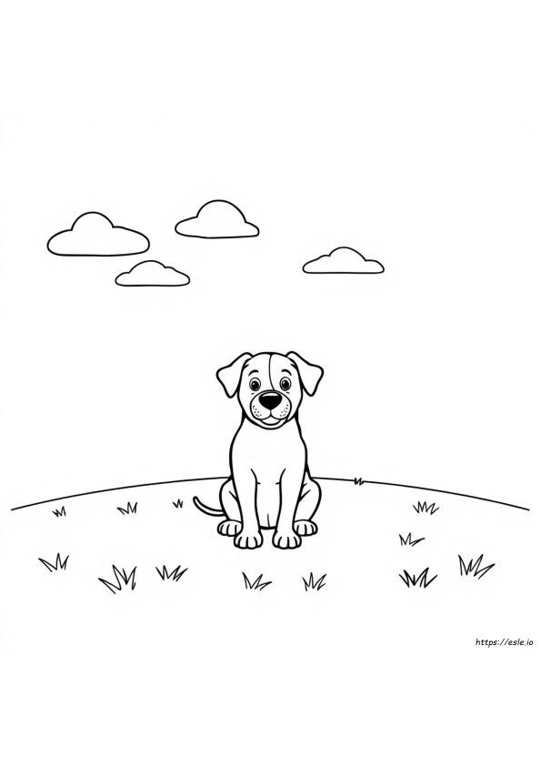 Köpek Boyama Nasıl Yapılır