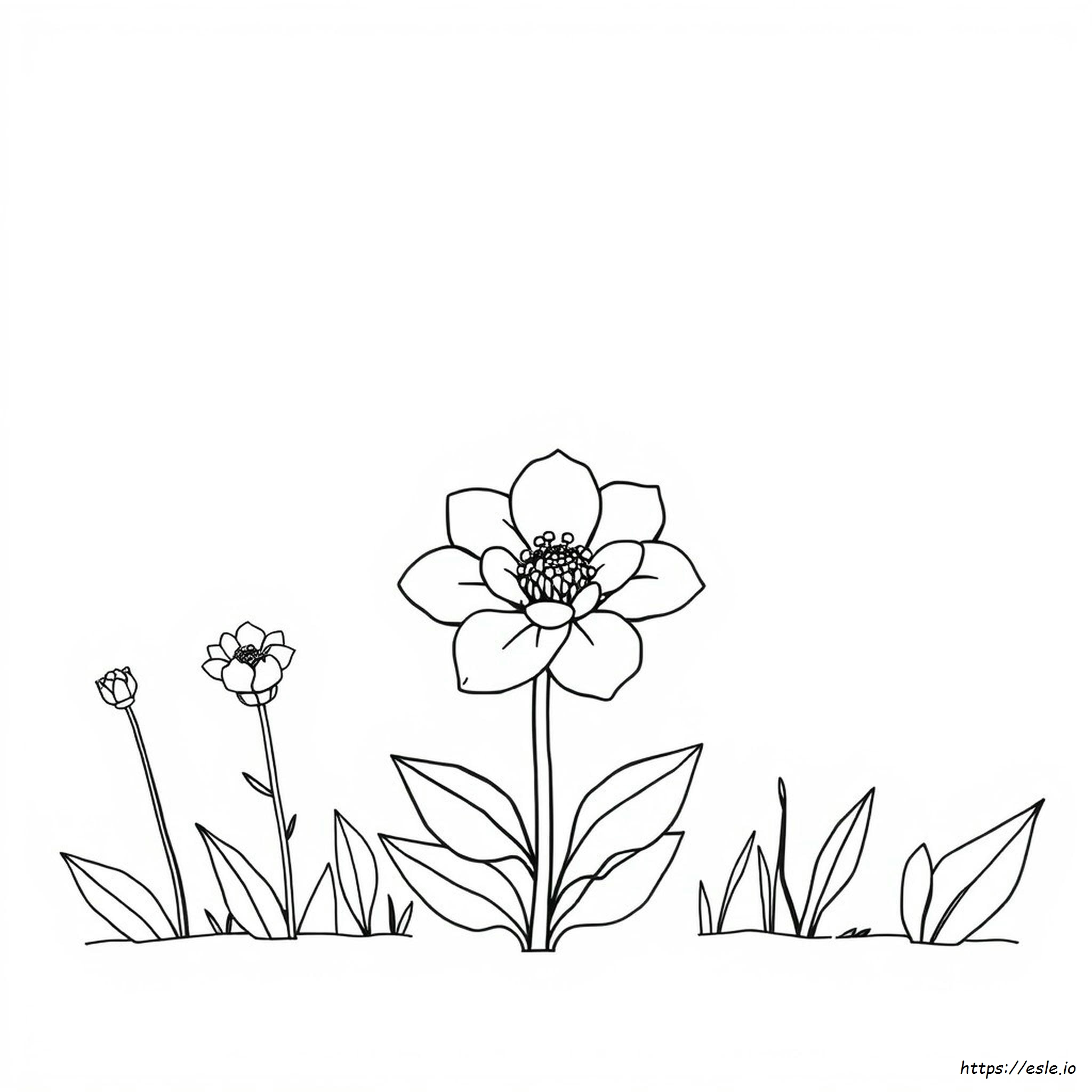 Comment Créer Des Coloriages Procreate