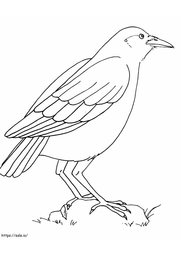 Raven Standing On A Rock coloring page