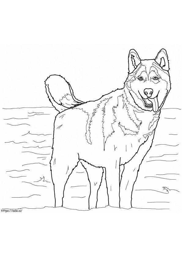 Siberian Husky coloring page