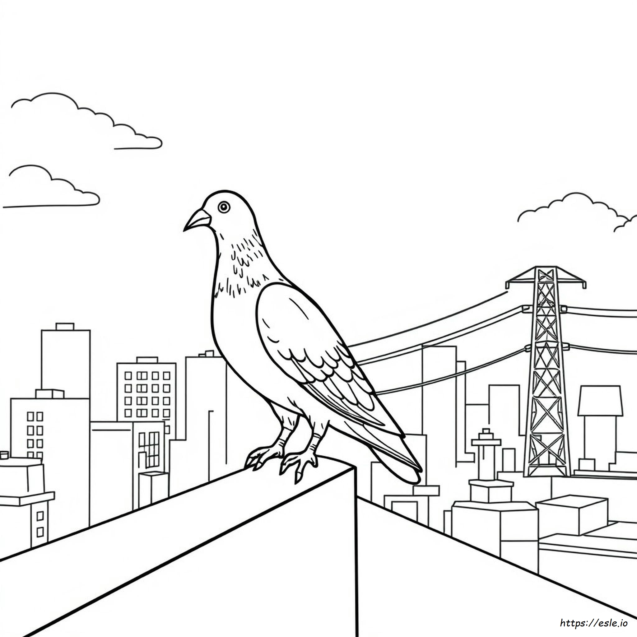 Pigeon Colouring Images