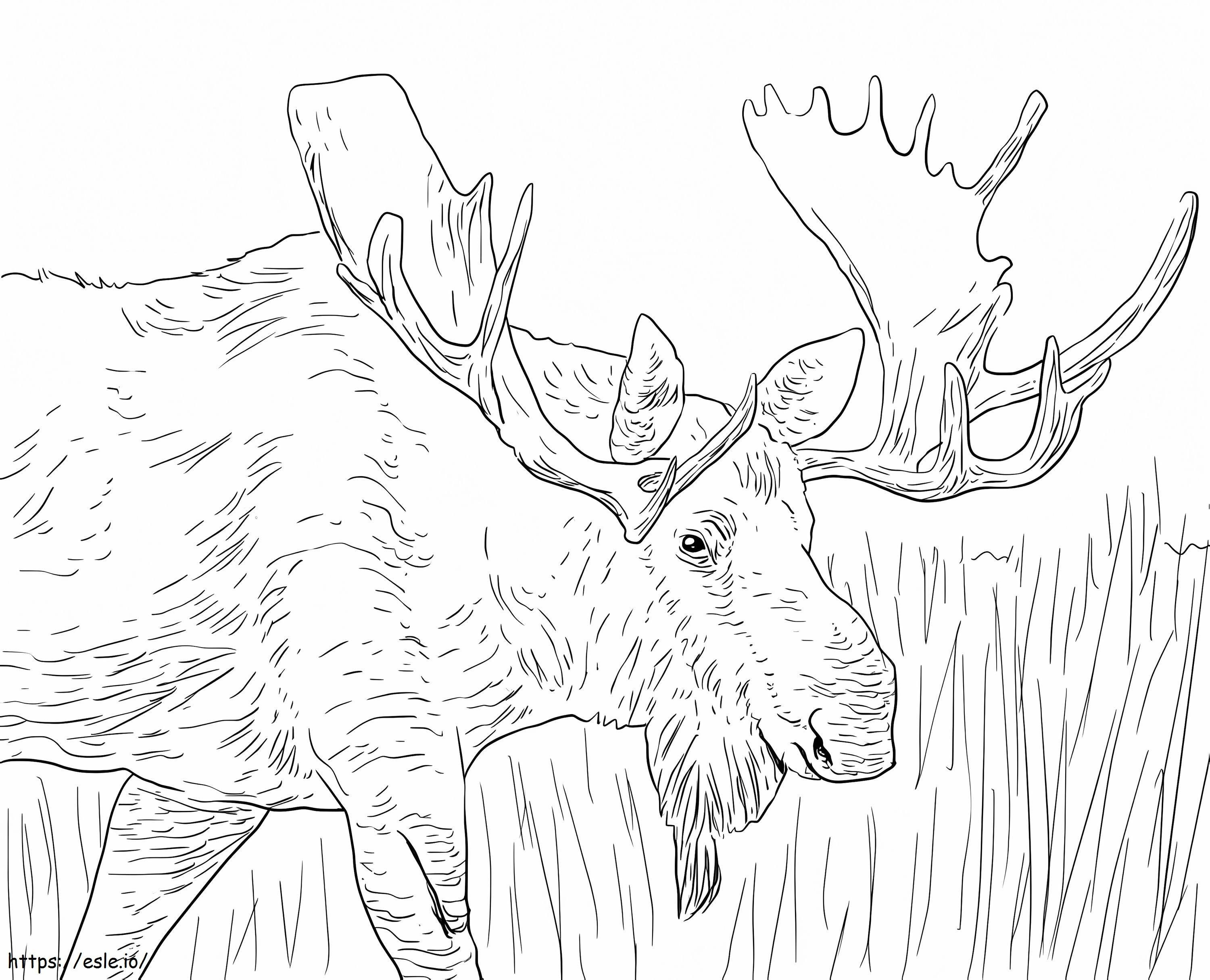 Alaska Moose coloring page