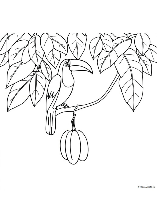 Tucano Para Colorir
