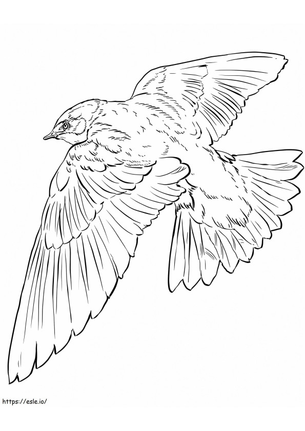 Tree Swallow coloring page