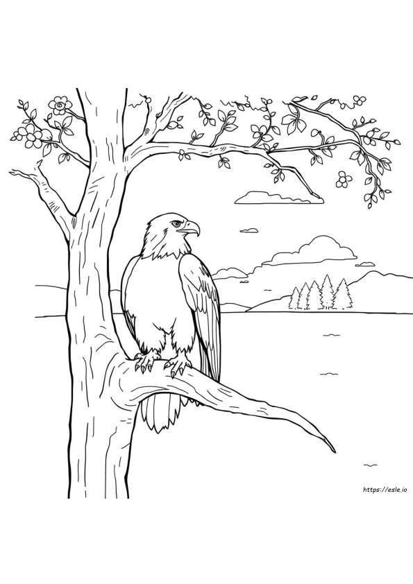 ハクトウワシのぬりえ