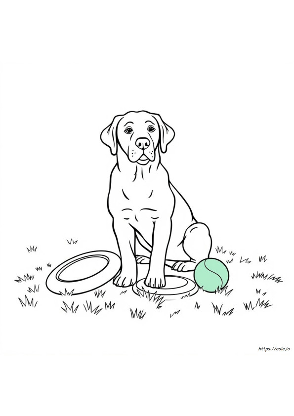 Ücretsiz Yazdırılabilir Labrador Retriever Boyama Sayfaları
