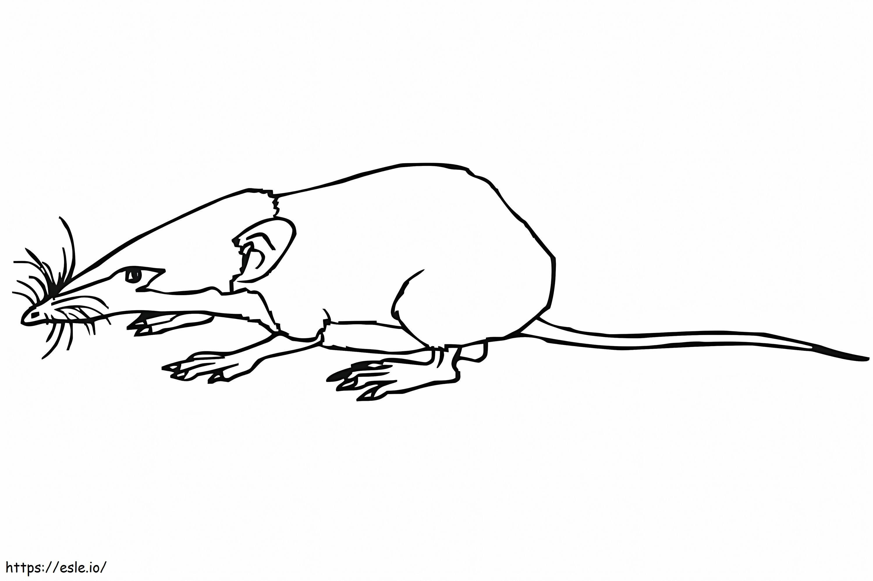 Shrew Mouse coloring page