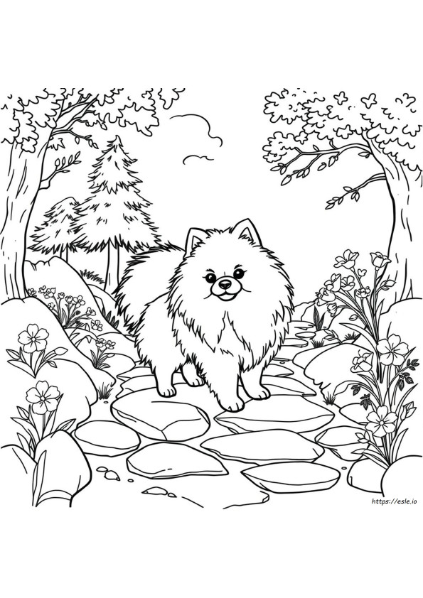 Realistyczne Kolorowanki Pomeranian