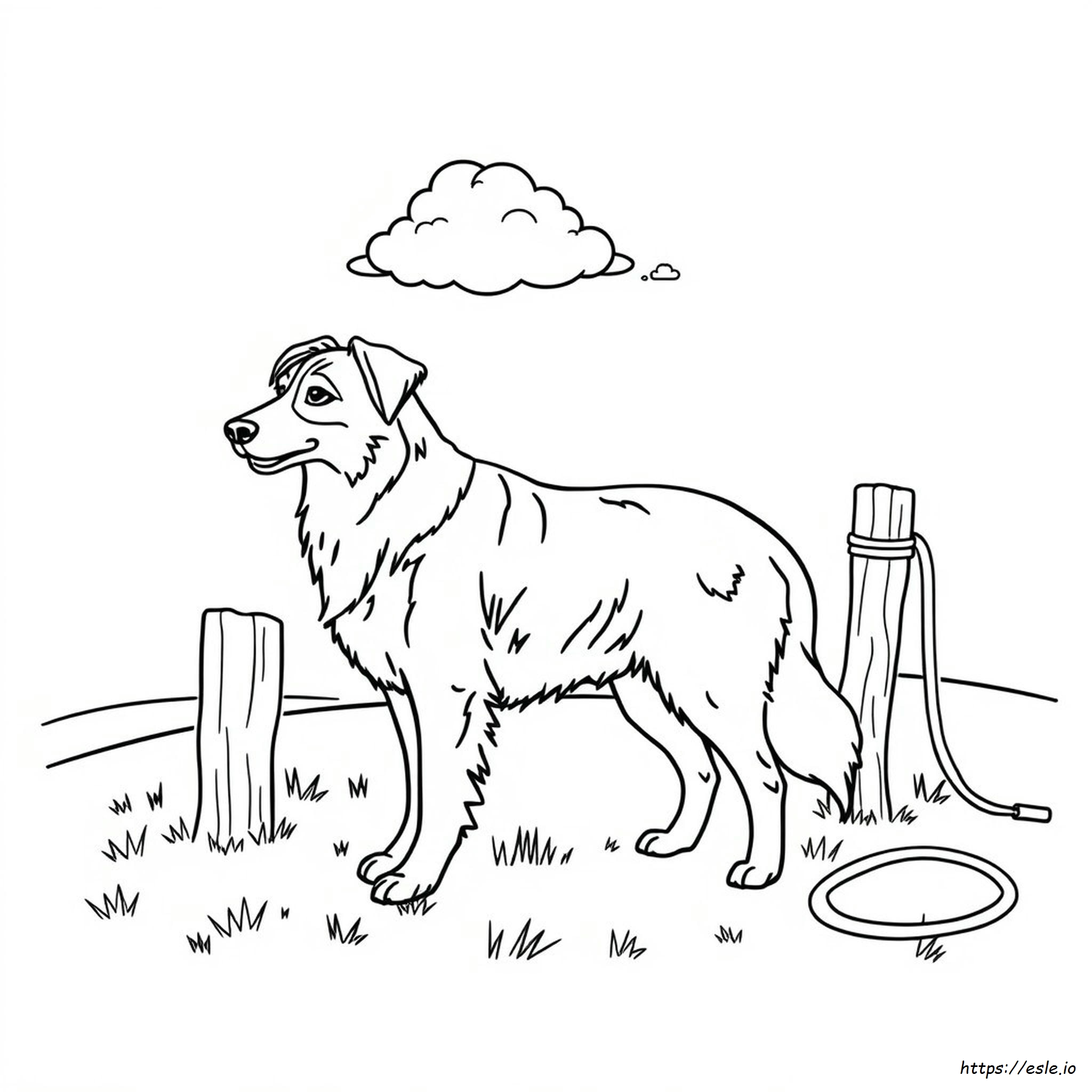 Printable Australian Shepherd Coloring Page
