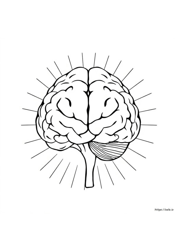 Desenhos De Anatomia Do Cérebro Para Colorir E Imprimir