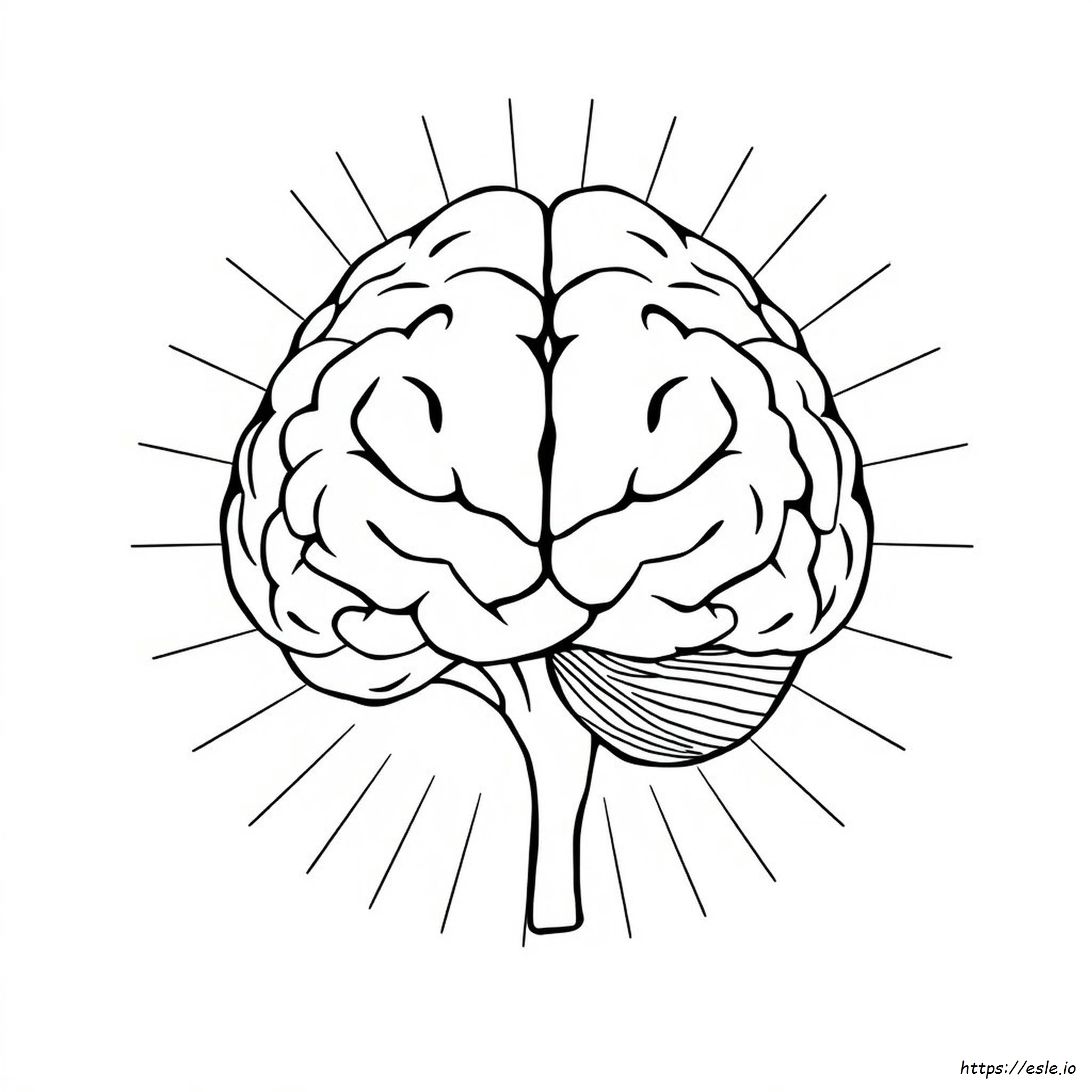Printable Brain Anatomy Coloring Pages