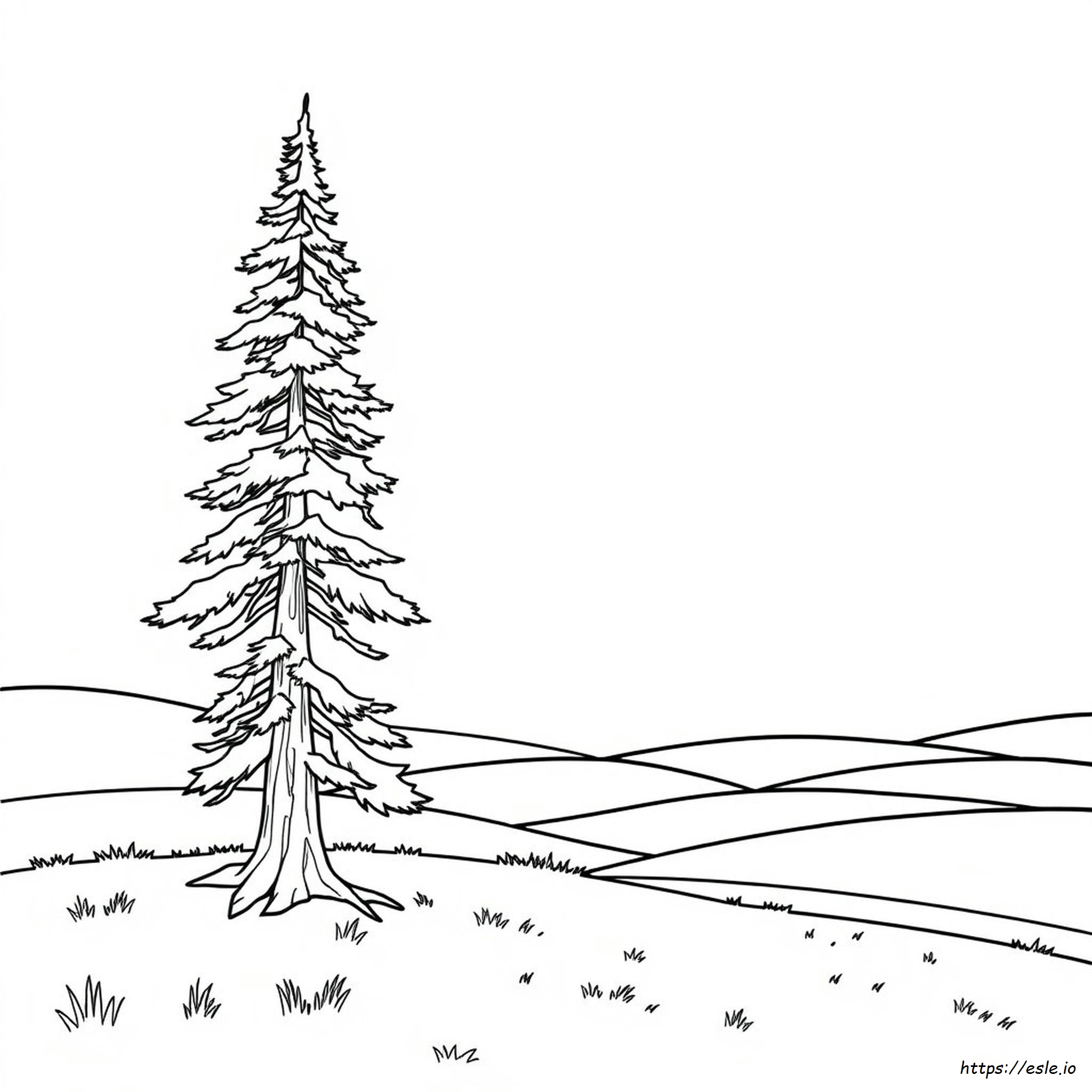 Oregon State Tree Coloring Page