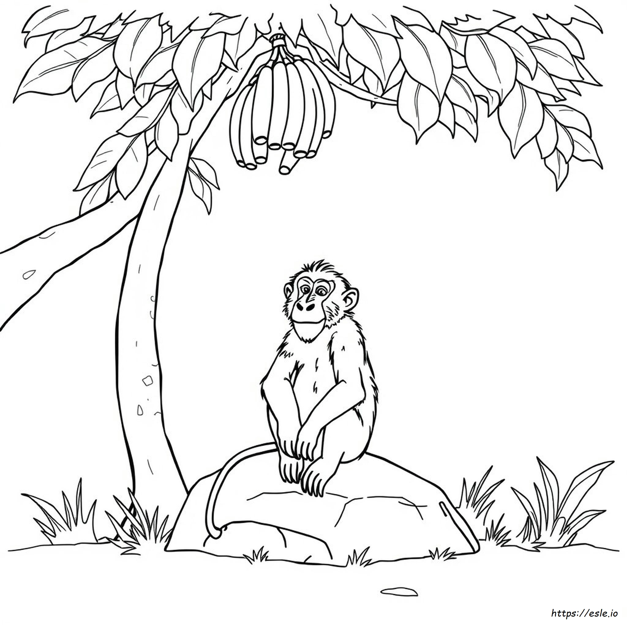 Coloriages Babouin