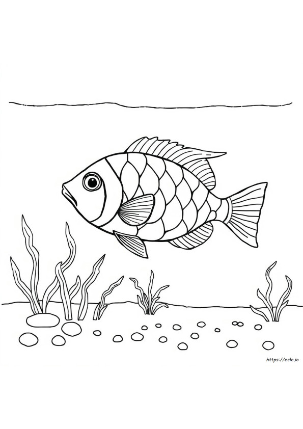 Pesce Arcobaleno Da Colorare Pdf
