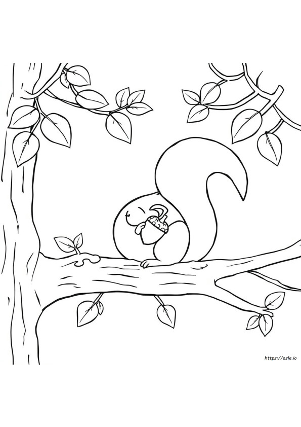 Squirrel Colouring Pages Printable