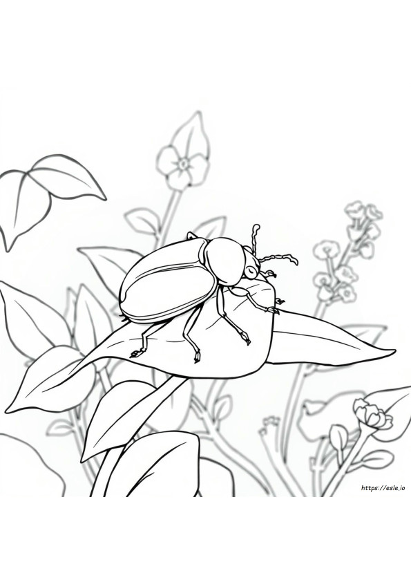 Beetle Colouring Pages