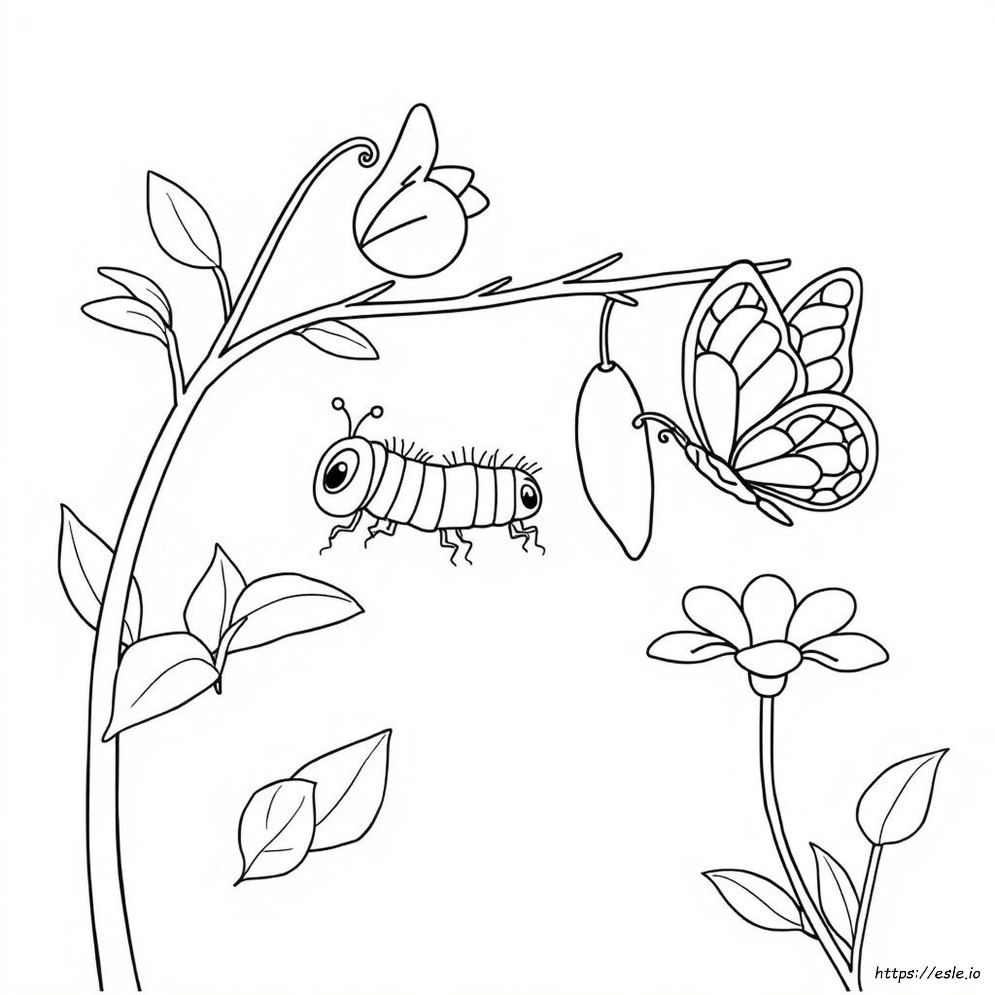 Butterfly Life Cycle Coloring Pages Preschool