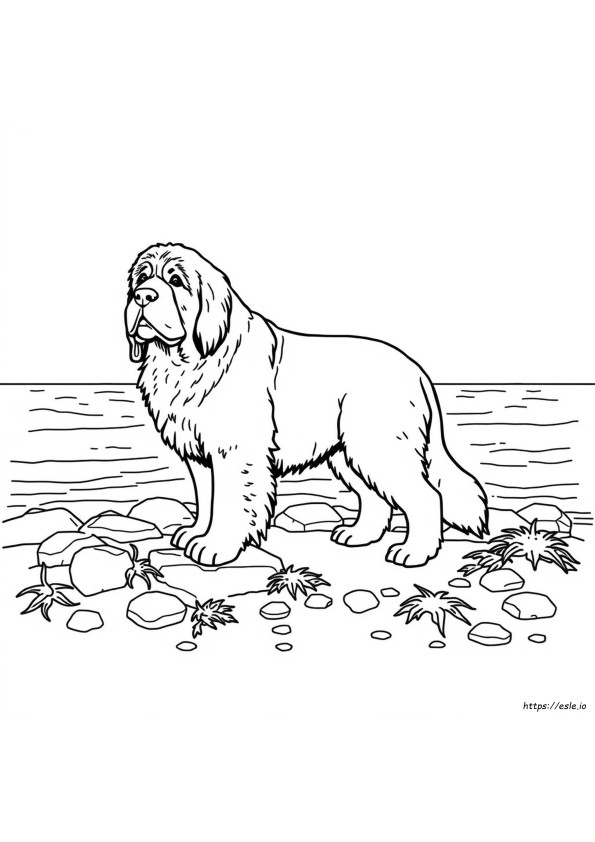 Newfoundland Para Colorir